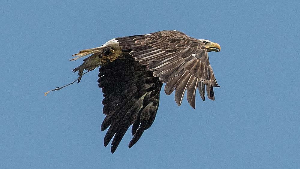 For more than three hours the only keeper sized fish was in the clutches of a bald eagle.
