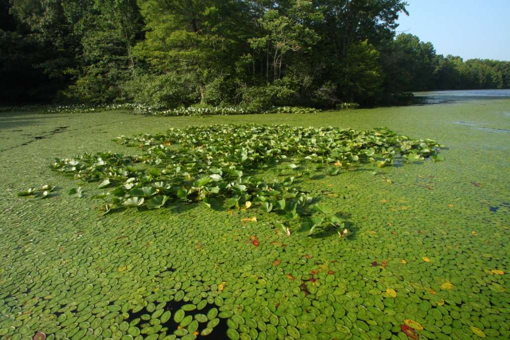 When fishing lily pads, Lester targets areas where two different sizes of pads occur close together.