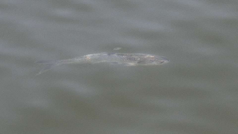 A beat-up gizzard shad cruises at the surface of the water.