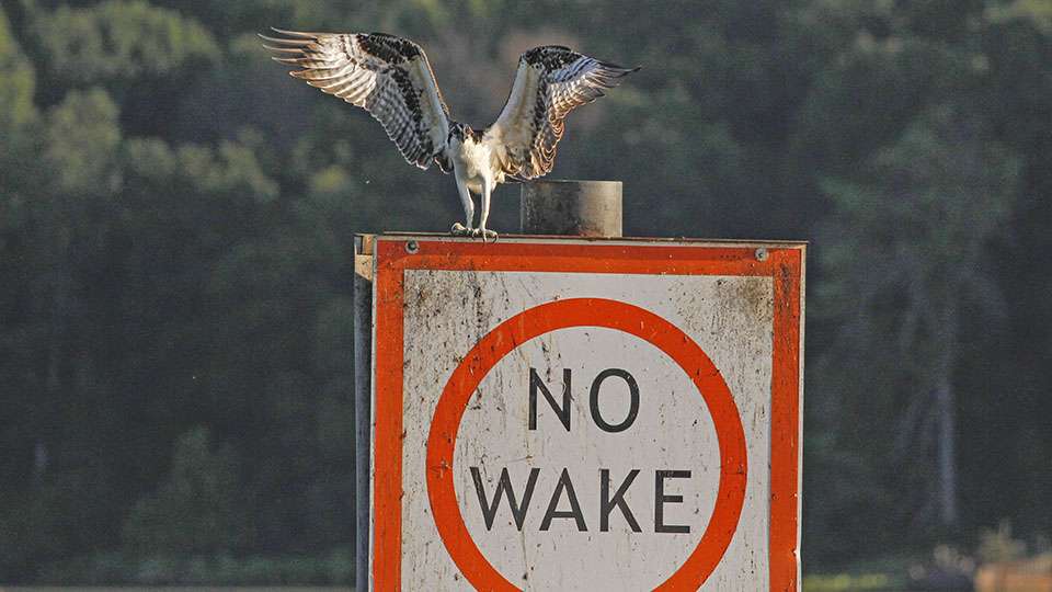 This osprey serves as an additional warning that there is a No Wake Zone up ahead.