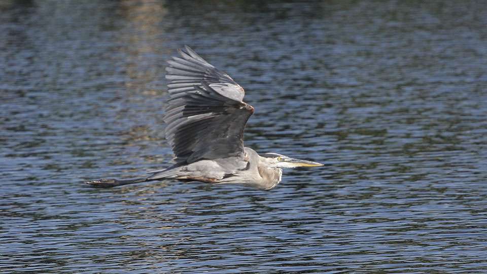 A blue heron cruises by as Williams fishes.