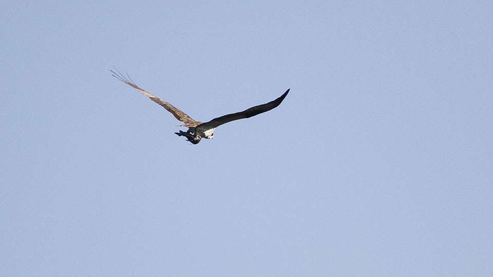 The Potomac River is filled with Osprey's and this one had a small catfish in it's claws as it flew back to its nest.