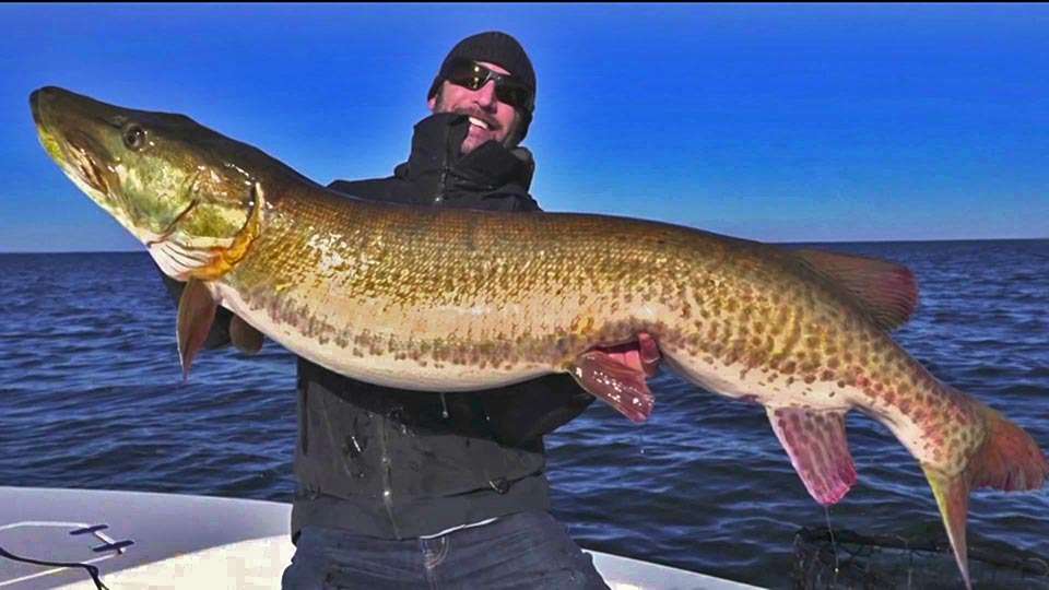 Robert Hawkins has a load with this huge muskie he caught fly fishing in Nov., 2015 on Mille Lacs. The 57-incher would have potentially eclipsed the previous fly mark if Hawkins had submitted documentation. He released it to fight another day, but it shows Mille Lacs and its surrounds is the land of big fish.