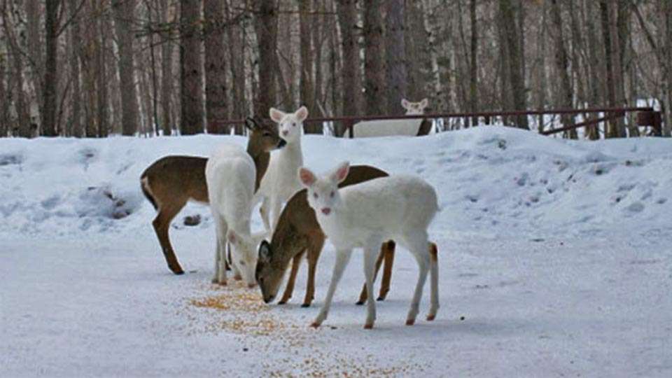 Speaking of photo opps, there is a herd of breeding albino deer in Father Hennepen State Park near Isle at the southeast corner of the lake. Google the park name, albino and images and see the magic. Itâs believed a number of factors have allowed for the albino deer to survive there.

