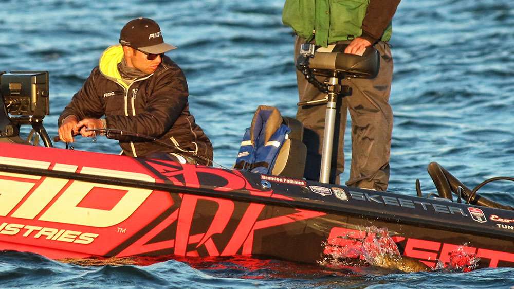 This appeared to be a good start for yet another big stringer.