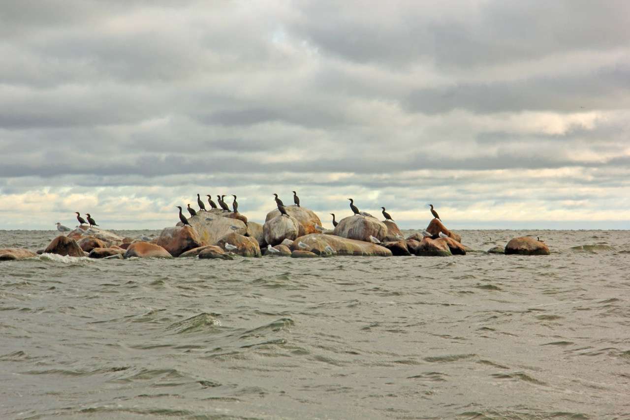 Cormorants gather for breakfast on one of the most recognizable points on Mille Lacsâ west side. 