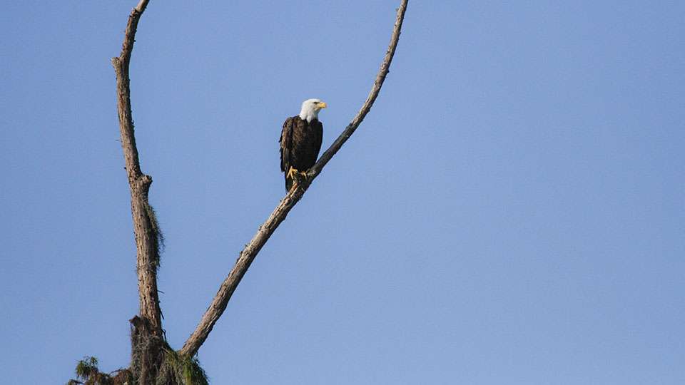 After switching areas again, I spot a bald eagle in the top of an old, dead tree.