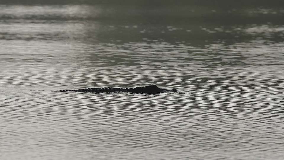 A stealthy alligator cruises across the canal.