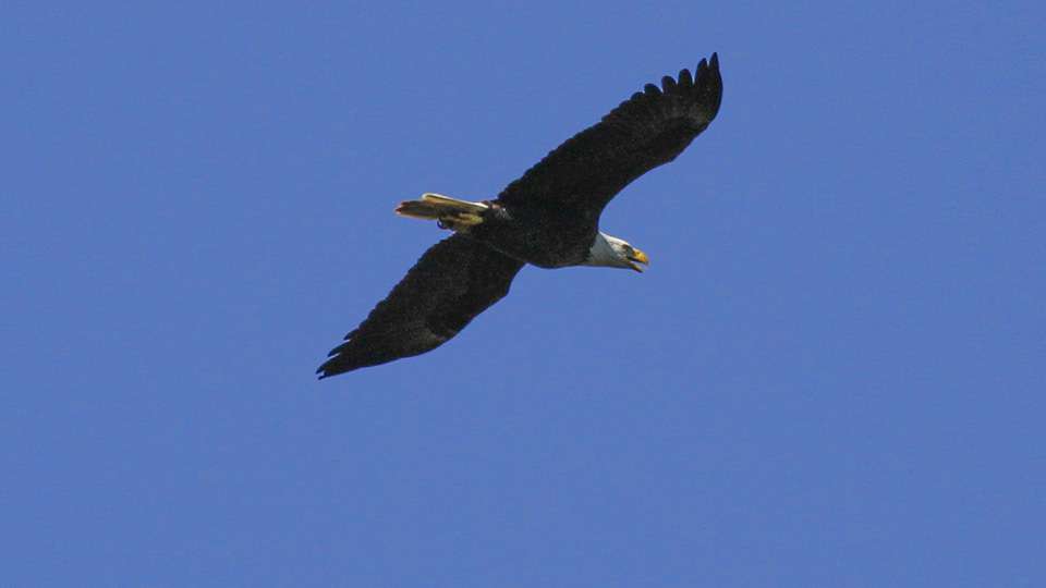 An eagle soars overhead as Hackney fishes.