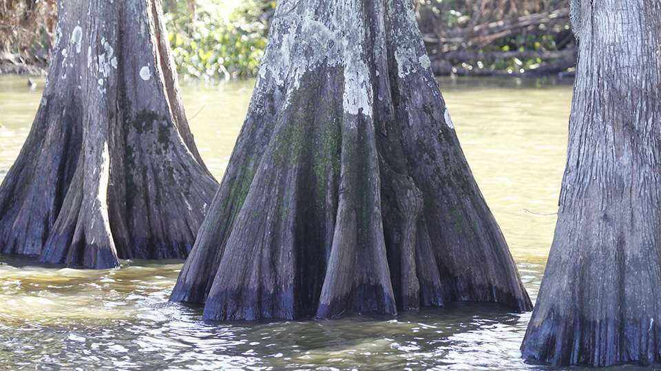 There are numerous water lines on these cypress trees. Some are from the tide, while others are from the major flooding that has occurred here over the last year.