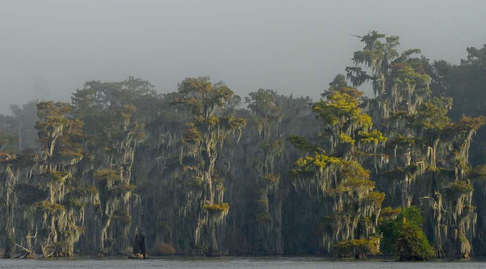 The fog cast a strange, but beautiful light on the cypress trees along the lakes. 