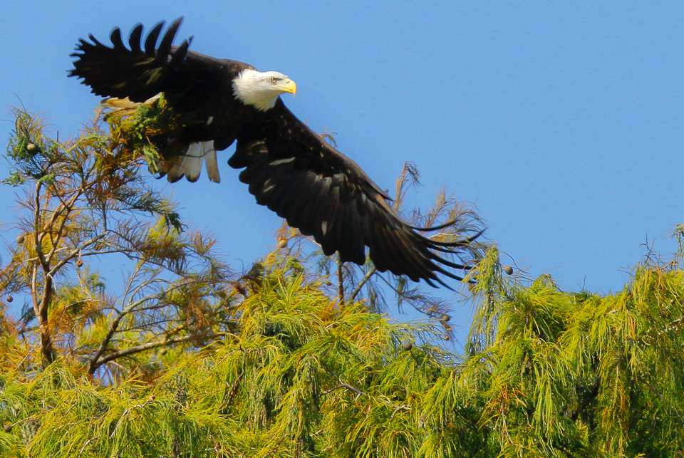 When he left he spooked yet another mature bald eagle what was perched above his boat. 