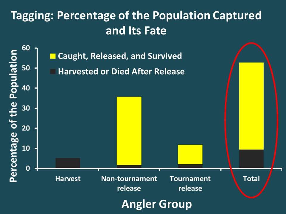 In total, about 50% of the population was caught by anglers each year and around 10% died due to harvest or catch-and-release mortality. A 10% mortality rate is pretty low and is similar to what we see in other catch-and-release fisheries.