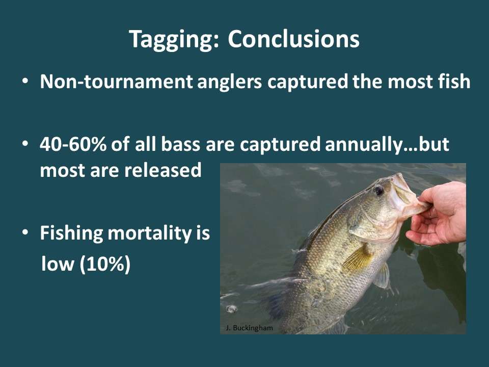 The bottom line in the catch-and-harvest surveys? A sizable percentage of the bass in Guntersville are caught each year but most are released. Overall fishing mortality is low enough that it is not a cause for concern over the quality of the fishing recently.