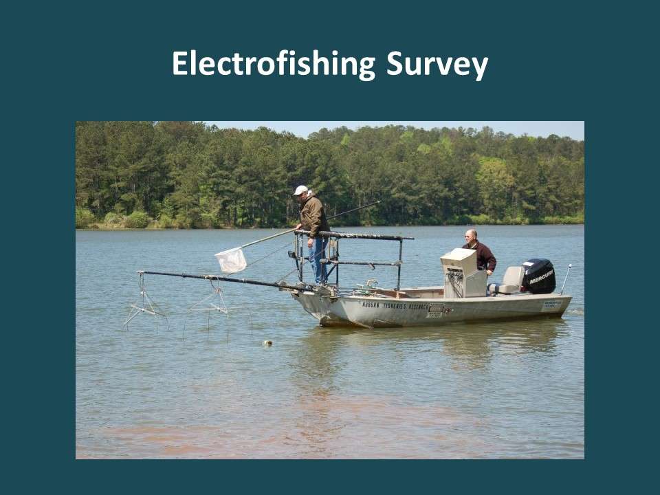 Biologists use electrofishing surveys to determine the relative numbers of different sizes and ages of bass in the population. ADWFF has been conducting these surveys with consistent methods at Guntersville since the mid-1990s. We can use these data to look at trends in abundance and see which years had good reproduction and which years had poor reproduction.