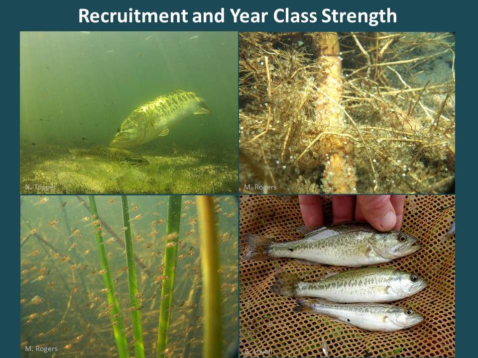 Often, strong reproduction is the key to a good fishery. Biologists call this recruitment â the number of young bass surviving to enter the population as age-1 fish. We can use the electrofishing data to look at the relative changes in recruitment from one year to the next. We call this year class strength. Letâs first take a look at how year class strength has varied over time at Guntersville. 