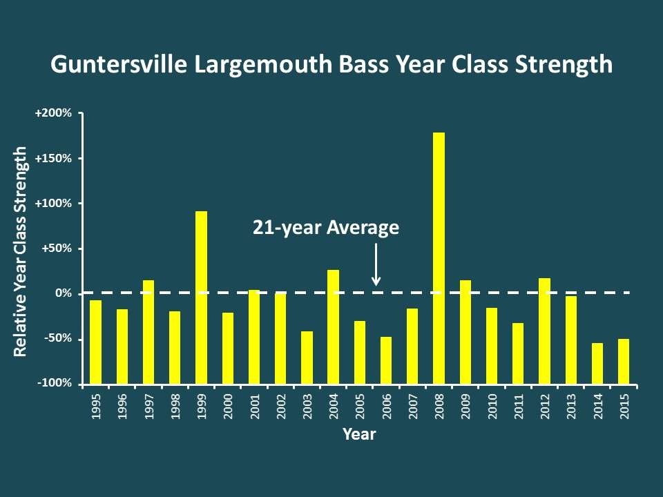 You can see from this graph that year class strength has had its ups and downs with the last couple of years being below average. But you also see that every so often, Guntersville cranks out a really big year class like the one in 2008, which was nearly twice the long-term average. Weâve also seen similar periods of relatively weak year classes in the past such as 2000 to 2007. Fish recruitment often varies naturally from year to year due to the many environmental factors that affect survival of the young during their first year in the lake, such as water levels, temperature and food availability.