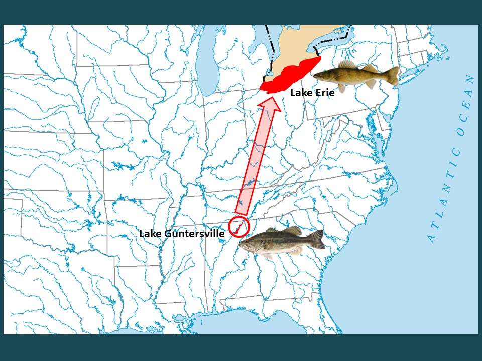 To illustrate just how much recruitment can vary from year to year for fish populations, letâs step away from Guntersville largemouth bass and take a look at another example of variable recruitment â walleye in Lake Erie, the walleye capital of the world. 