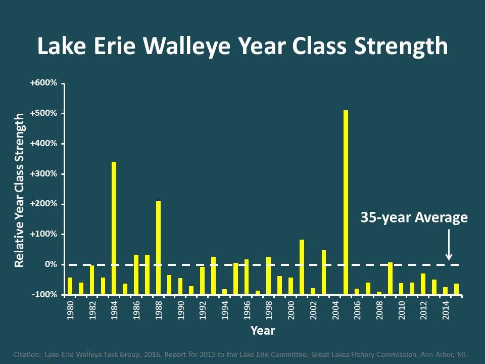 Here, we see a similar pattern for Lake Erie walleye â highly variable with most year classes being average or below average, and a really big recruitment event approximately once per decade. We see these patterns time and time again in many different fish populations from inland reservoirs to large lakes, and even in the marine environment.