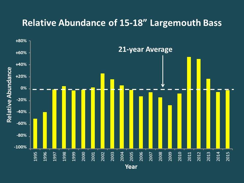 Now, back to Guntersville largemouth bass. As you might expect, variation in year class strength results in changes in the abundance of different sizes/ages of fish over time. From the electrofishing surveys, we estimated that in 2015, the number of bass from 15 to 18 inches was right at the historic average but had declined recently after a big peak in 2011 and 2012 that was the result of the huge 2008 year class of bass growing up to legal size. 