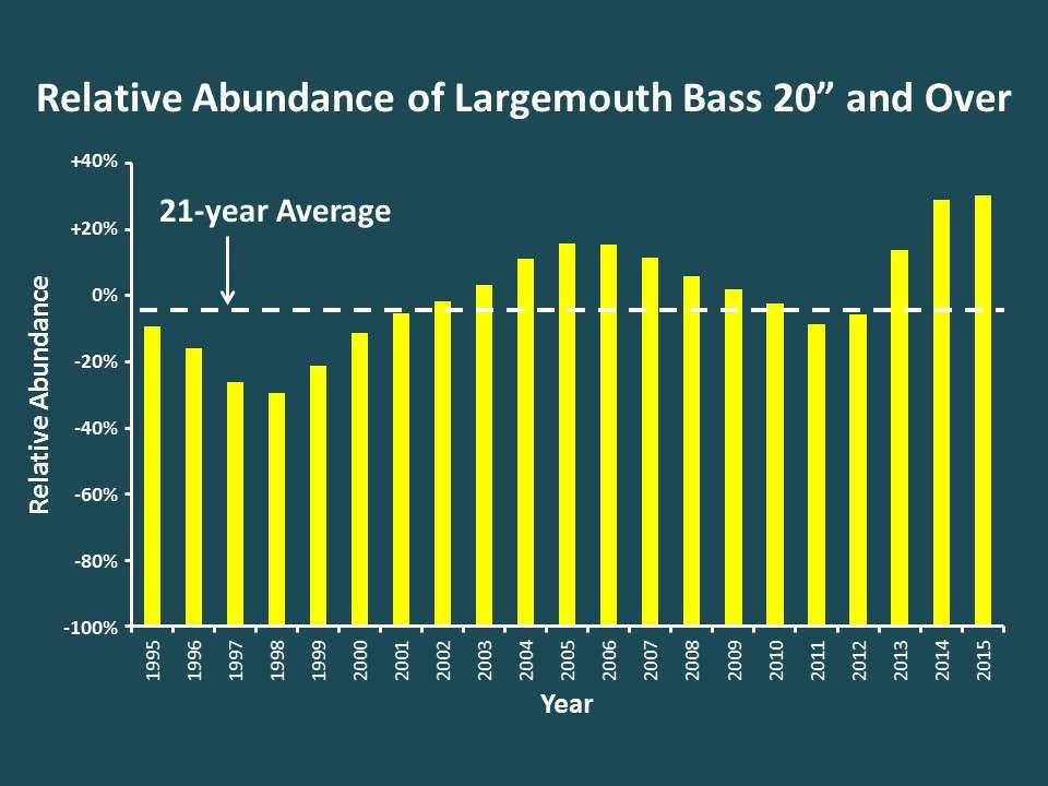 Follow that superabundant 2008 year class a few more years, and you see how they have grown into the big numbers of bass longer than 20 inches seen in the last three years. In fact, the relative abundance of these 20-inchers is currently the highest it has been in the last 21 years that data have been collected.