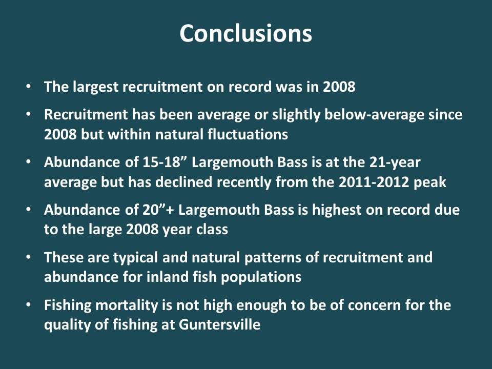 We conclude that the huge 2008 year class is currently producing lots of large bass at Guntersville. However, the 15- to 18-inchers have declined back to the long-term average due to recruitment variation that is probably due to natural causes. This decline is consistent with angler reports of declining fishing quality because these medium-size bass are often more catchable than other size classes. We also donât see evidence that fishing mortality is causing a decline in fishing quality. 