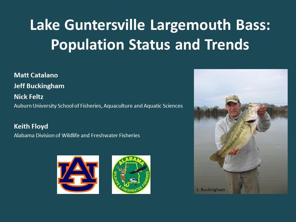 The Alabama Division of Wildlife and Freshwater Fisheries (ADWFF) and Auburn University have teamed up to conduct a series of studies to address these angler concerns. Letâs take a look at the results of these studies to see what they tell us about the status of the Guntersville bass population and fishery.