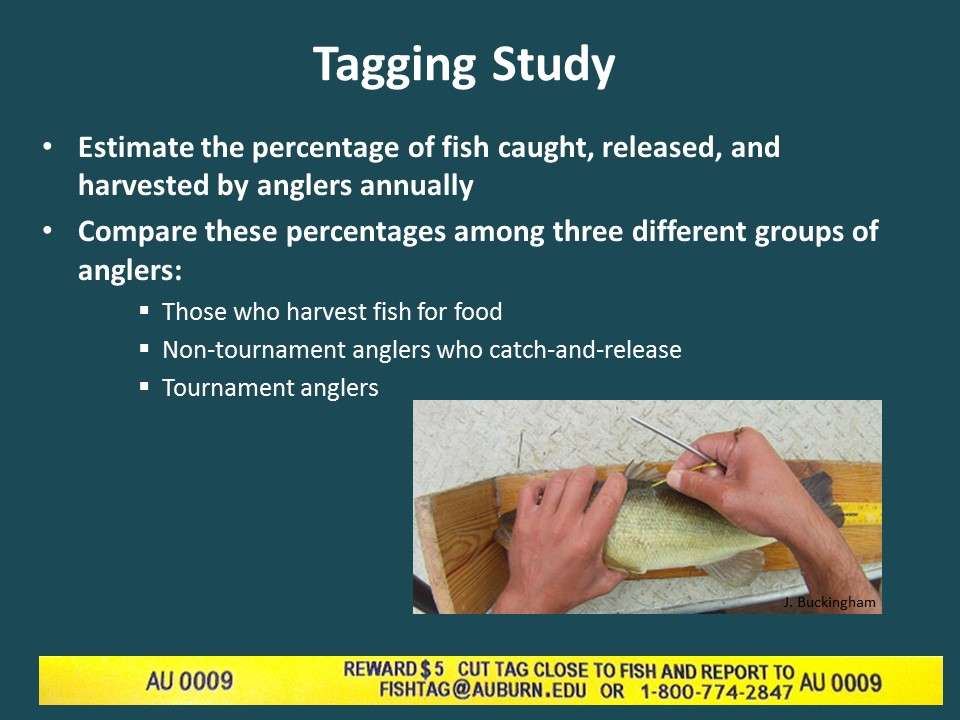The second phase was a tagging study conducted by Auburn University from 2014 to 2015 to determine what percentage of largemouth bass in the population were being caught, released or harvested and who was doing the catching. Rewards of $5 to $150 were offered for tag returns to ensure anglers reported the tags. 