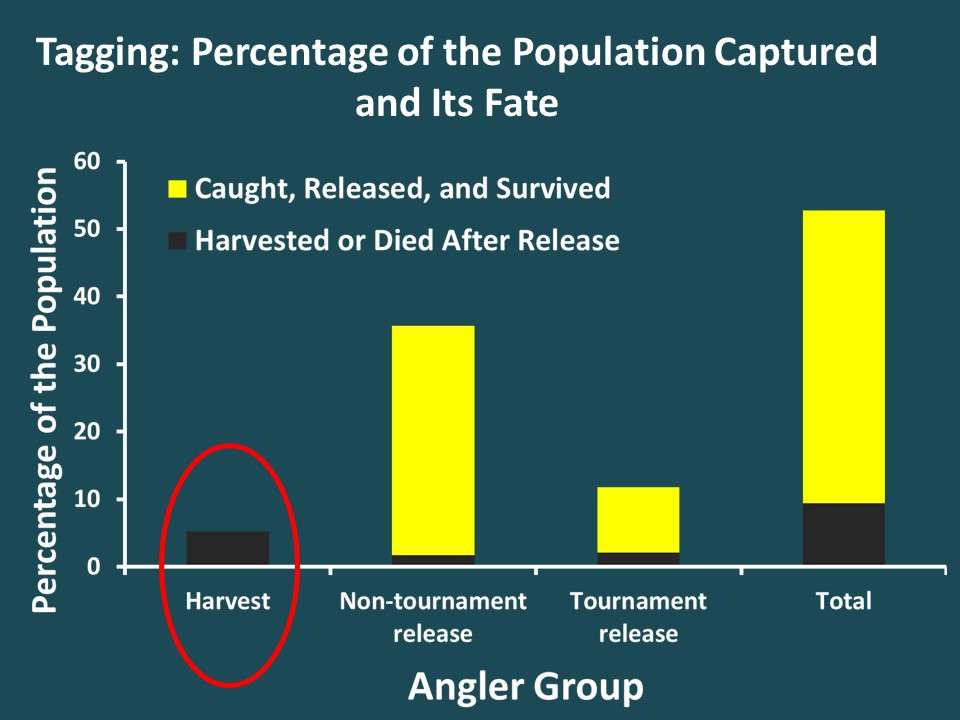 The tagging study found that anglers harvested about 5% of the population each year, which is low, and is consistent with the strong catch-and-release ethic of bass anglers.