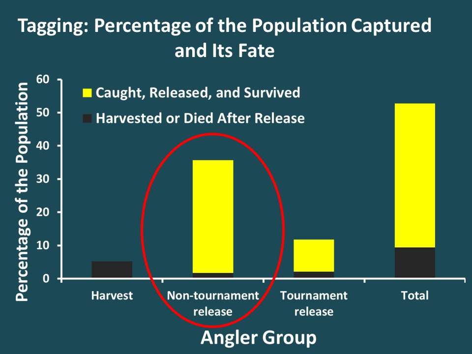 Non-tournament catch-and-release anglers captured about 36% of the bass population annually. Based on previously published studies, we assumed that 5% of these fish died as a result of catch and release. These fish are represented by the black part of the bar; the yellow represents the likely survivors. 