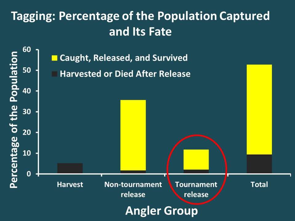 Tournaments captured about 12% of the population. Previously published studies suggest that a higher percentage of these tournament release fish likely die when compared with non-tournament catch-and-release. And tournament post-release mortality rates were assumed to increase with increasing water temperature. After applying these post-release mortality rates, the mortality impact (the black part of the bar) was still relatively small. 