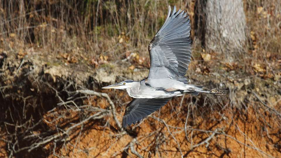 A blue heron flies by as it looks for a nice place to land.