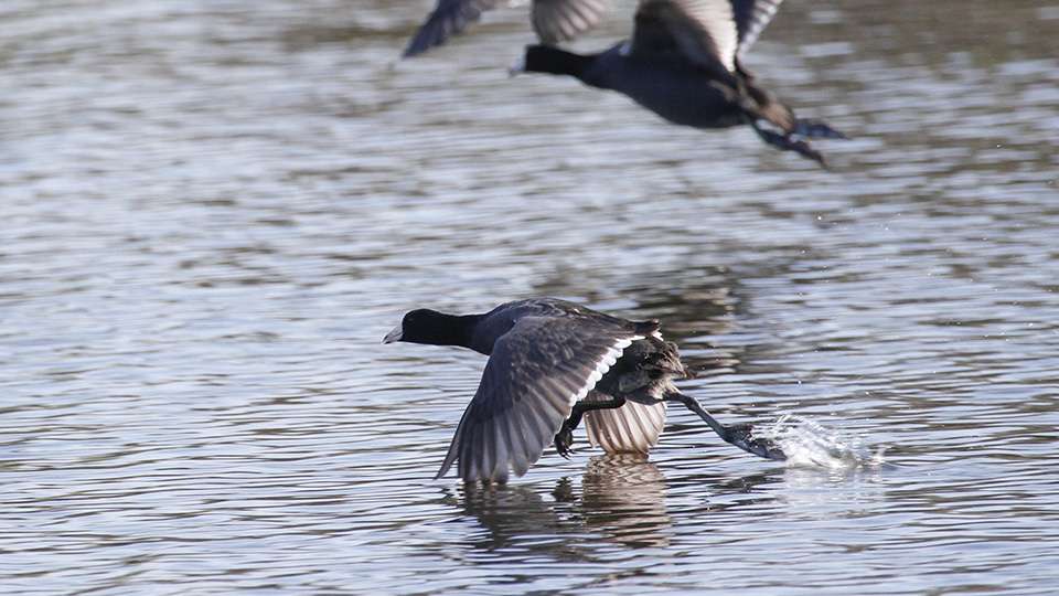 Some coots were high-tailing it out of there to make way for Hardy.