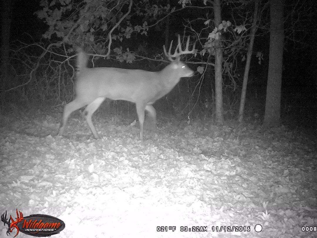 This was the same buck they spotted multiple times on their trail camera. 