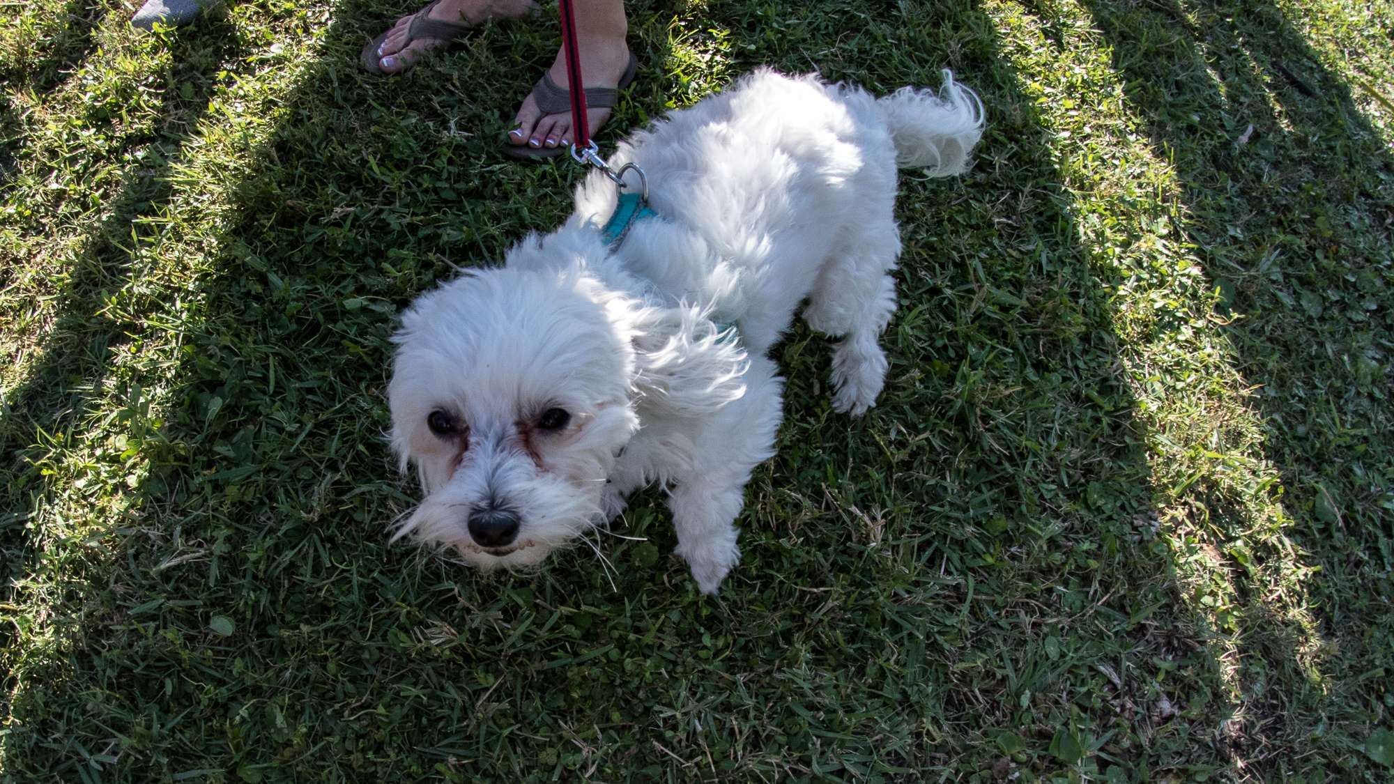 Justin Lucasâ dog did not like my camera, unfortunately.