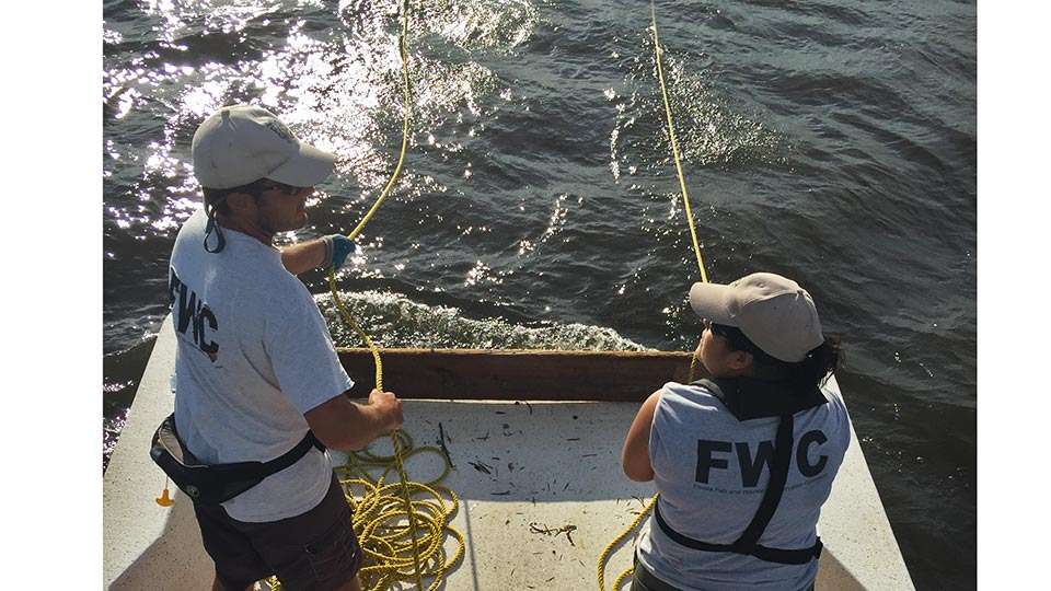 The FWC also monitors its fisheries via trawling and electrofishing surveys every year. In Okeechobee, electrofishing is done in October at several sites, helping the FWC evaluate the trends in relative abundance of each species. 