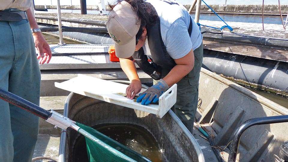 The FWC conducts lakewide trawls in December and black crappie trawls in January to assess relative abundance of species. Electrofishing samples from October 2016 yielded excellent catch rates for the lake. The past seven years have yielded the highest success rates in the 37-year history of the modern creel survey for Lake Okeechobee.