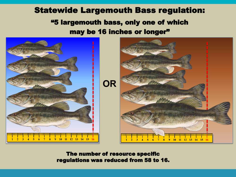 Given the strong stakeholder support, the Florida Fish and Wildlife Conservation Commission passed the new largemouth bass regulations and they went into effect July 1, 2016.  
