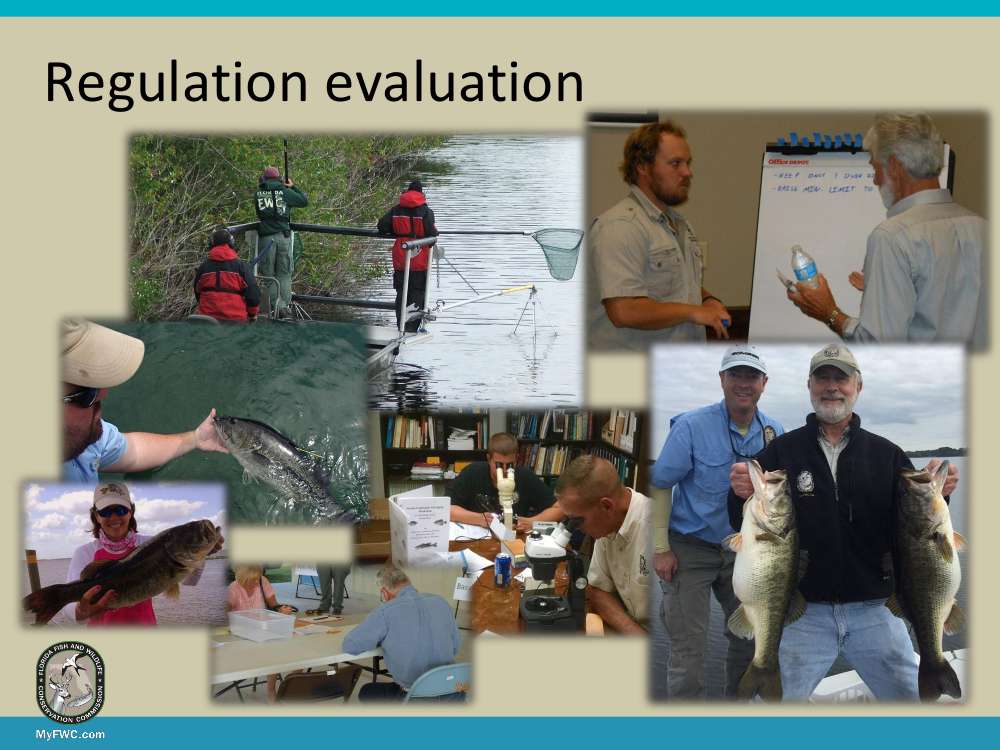 Florida Fish and Wildlife Conservation Commission staff will evaluate the effects of the regulation change over the next 10 years. The evaluation will include input from anglers as well as biological data.  