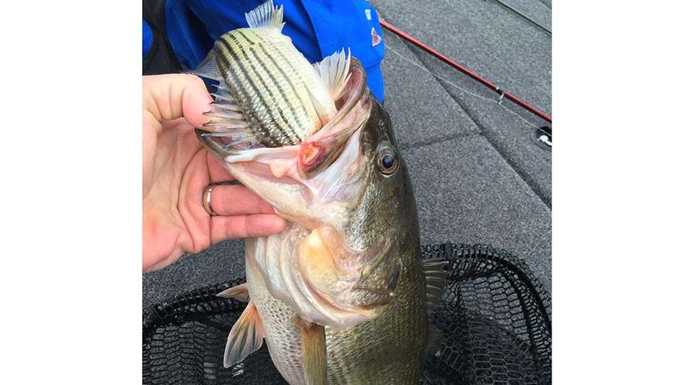 Josh Bertrand offered one of the more unusual photos, from an unusual catch. âBig Daddy got a little snack today,â he said. âHe tried to take this yellow bass off my clientâs line but ended up in the boat instead!â