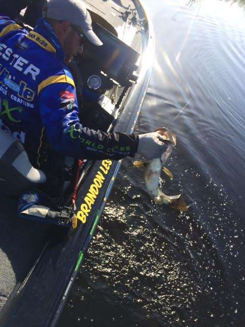 Brandon Lester is finding the right fish and getting them to bite...
<br><br>
<b><i>Want more Marshal shots? Check out <a href=http://www.bassmaster.com/slideshow/live-marshals-0 target=
