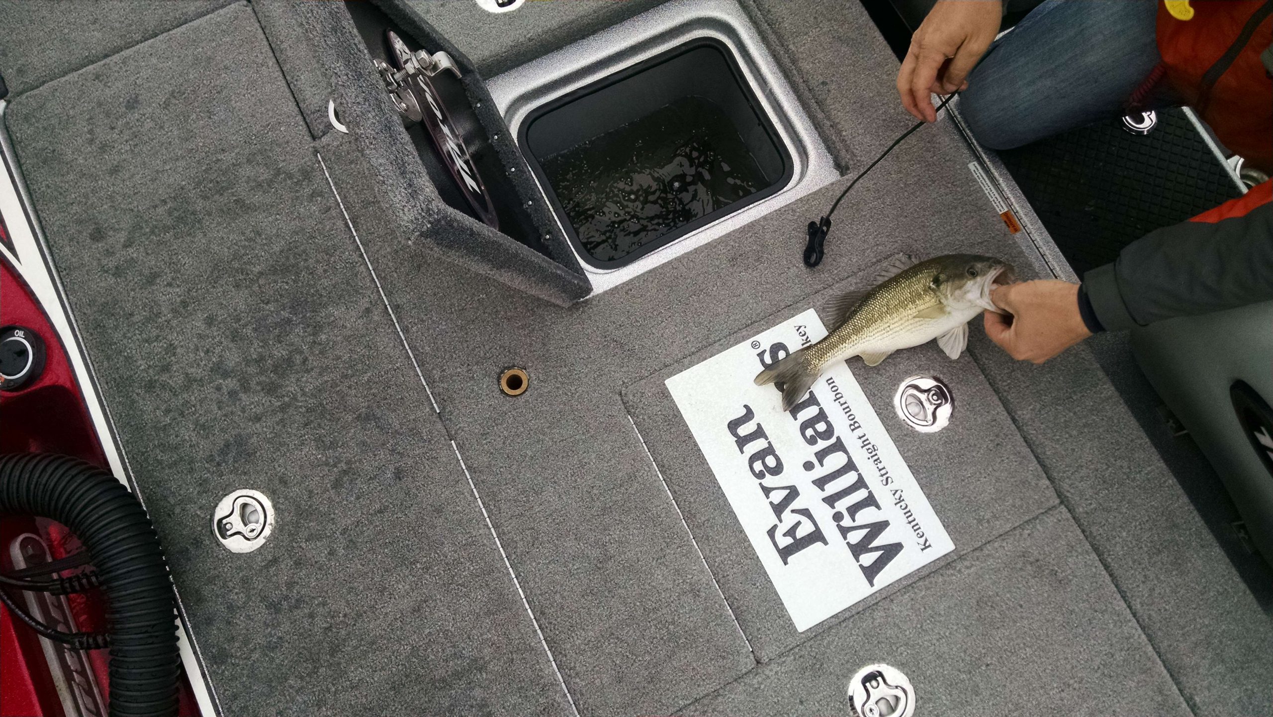 Hank's no. 5 is a small spotted bass. He'll go back in a few!
