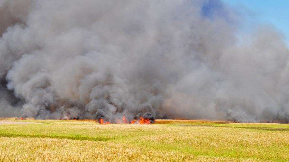 In 2015, the FWC conducted a prescribed fire of roughly 6,500 acres in the bay and worked to prevent plant material from falling to the lake bottom. Reducing sediment benefits sportfish spawning habitat and allows a more desirable and diverse plant community. More recently, there was a burn on 20,000 acres in a marsh area south of the Kissimmee River and north of the Indian Prairie (C-40) Canal.