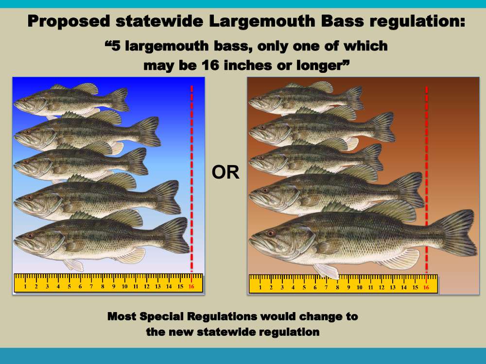FWC staff proposed a change in the largemouth bass regulations to a single new statewide regulation.  The proposed new regulation would eliminate the three regulation zones in the state. Additionally, most Special Regulations would change to the new statewide regulation.
