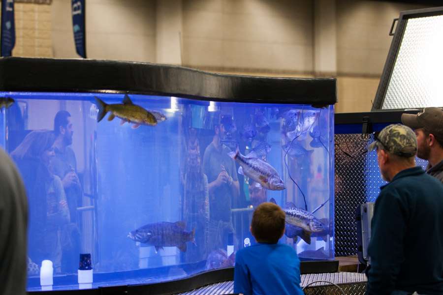 Bass and other local species are swimming in the live tank.
