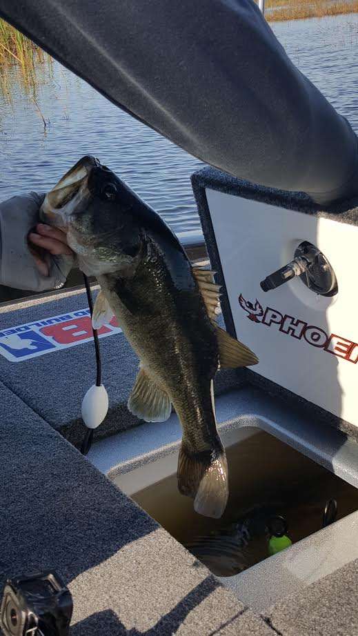 Brandon Lester just boated his limit fish and continues to get bites even with a bunch of local boats fishing in his area. He just lost a big one, over 6 pounds, but kept working and keeps getting bit. There are big fish in his area; he just needs to land them!