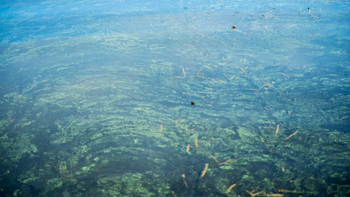 A closer look at the algae. 
