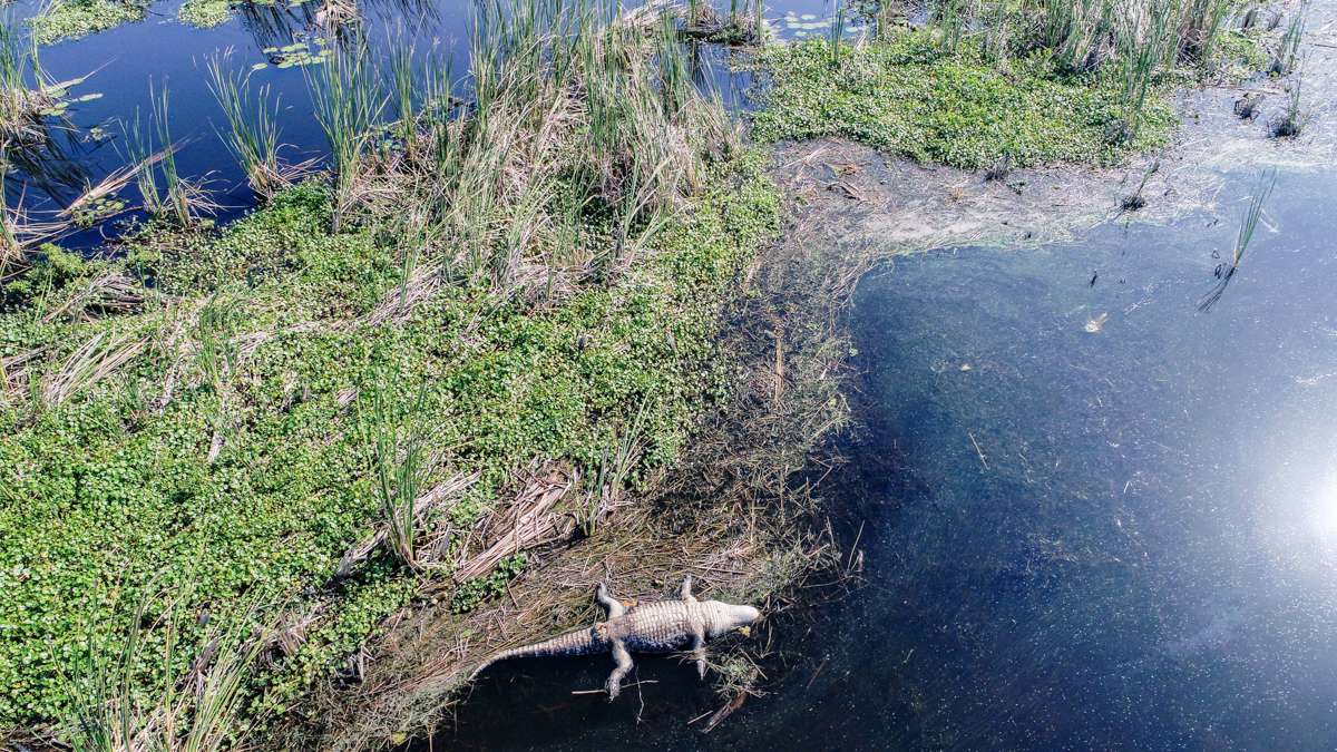 When we got closer we realized that this gator had seen better days. I guess thatâs life in the swamp. 
