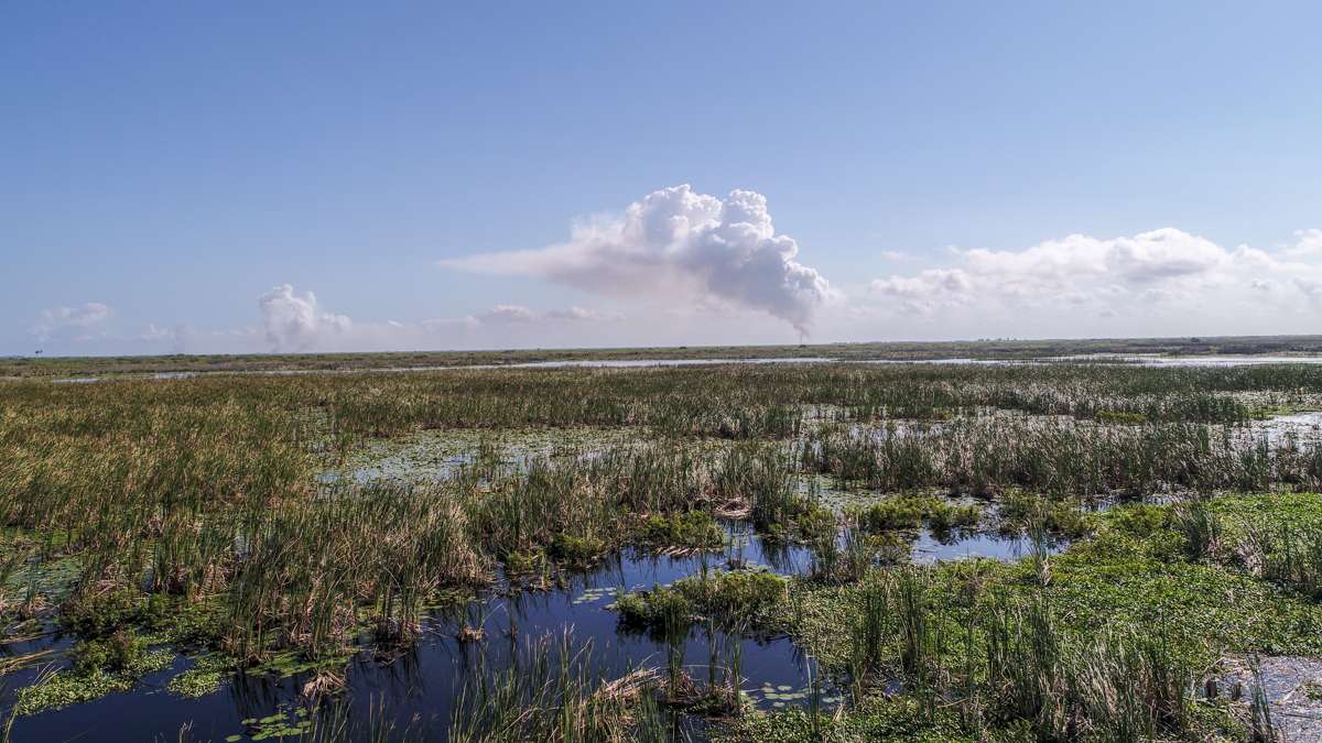 A look at the endless fish habitat that is Lake Okeechobee. 
