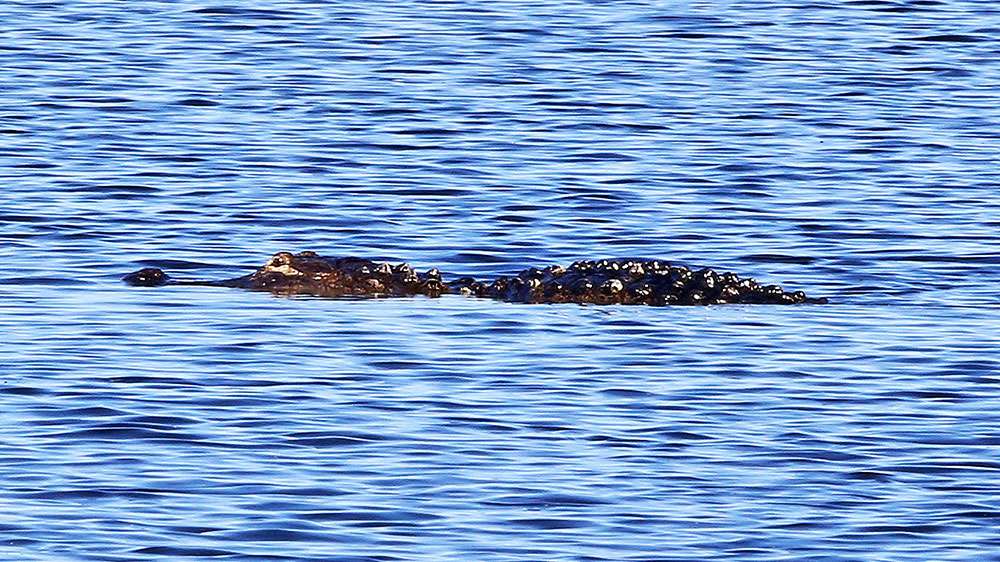 And a gator shows up cruising through a large group of anglers. 